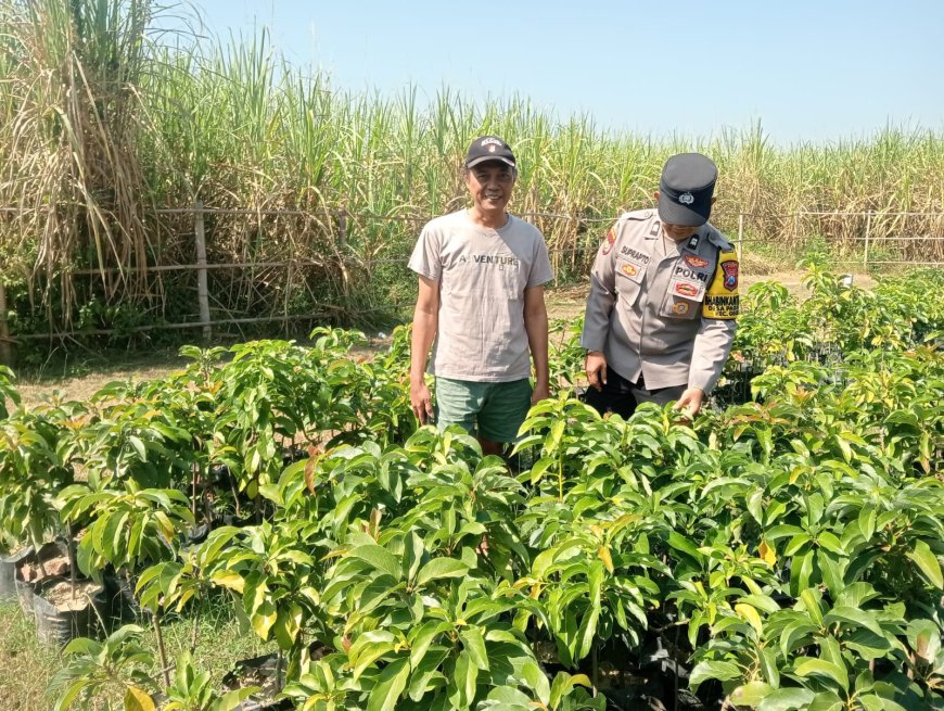 Bhabinkamtibmas Desa Pagotan dan Desa Geger Tinjau Tanaman Warga, Dukung Peningkatan Hasil Panen Masyarakat