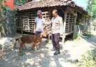 Bhabinkamtibmas Polres Madiun Dorong Ketahanan Pangan melalui Pembinaan Peternak Kambing di Desa Banaran