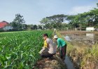 Bhabinkamtibmas Desa Glonggong Dorong Pemanfaatan Pekarangan dan Sawah untuk Mendukung Ketahanan Pangan