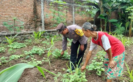 Singkong dan Jagung Tumbuh Satu Lahan, Pekarangan Warga Tawangrejo Jadi Sumber Tanaman Pangan