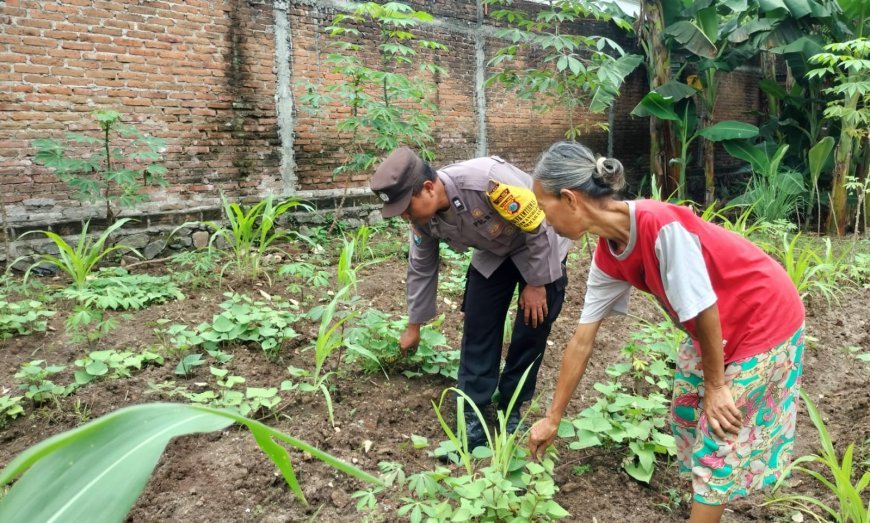 Singkong dan Jagung Tumbuh Satu Lahan, Pekarangan Warga Tawangrejo Jadi Sumber Tanaman Pangan
