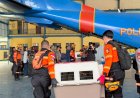 Terbang dengan Pesawat Khusus, Polri Kerahkan 10 K9 SAR Berpengalaman ke Flores, Misi Pencarian Korban