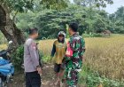 Hamparan Padi Mulai Menguning, Bhabinkamtibmas Tawangrejo Pantau Kondisi Sawah Warga