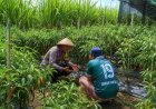Perkuat Ketahanan Pangan, Bhabinkamtibmas Polres Madiun Turun ke Lahan Dampingi Petani