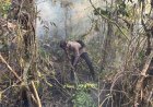Penanganan Karhutla Hari Keenam, Brimob Kembali Turun Di Biak