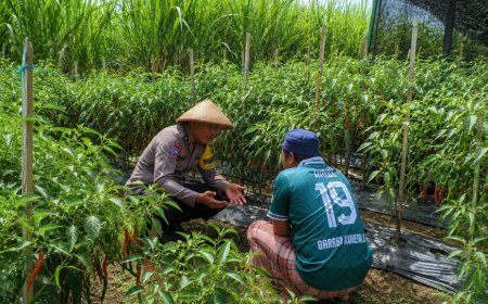 Perkuat Ketahanan Pangan, Bhabinkamtibmas Polres Madiun Turun ke Lahan Dampingi Petani