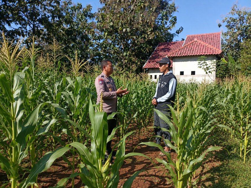 Tanaman Jagung Tumbuh Subur, Bhabinkamtibmas Winong Sambangi Petani