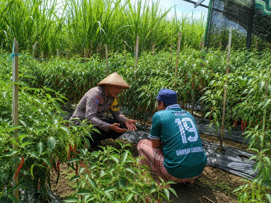 Perkuat Ketahanan Pangan, Bhabinkamtibmas Polres Madiun Turun ke Lahan Dampingi Petani