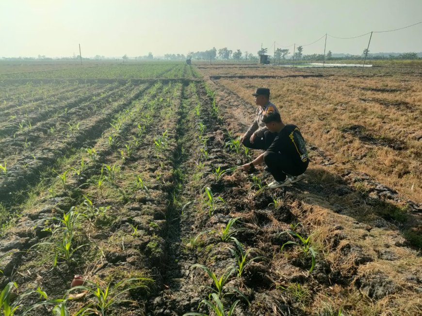 Dukung Ketahanan Pangan, Bhabinkamtibmas Pacinan Dorong Warga Manfaatkan Lahan Kosong untuk Tanaman Produktif