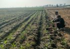 Bhabinkamtibmas Dorong Warga Manfaatkan Lahan Kosong untuk Ketahanan Pangan