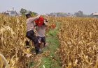 Bahu-Membahu di Ladang Jagung, Jajaran Polresta Malang Kota Bersama Warga Wujudkan Ketahanan Pangan