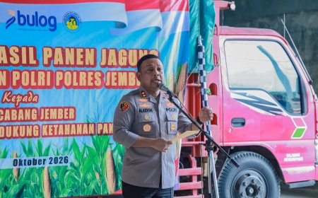 Dukung Ketahanan Pangan, Polres Jember Gandeng Bulog Serap Hasil Panen Jagung Petani Puger