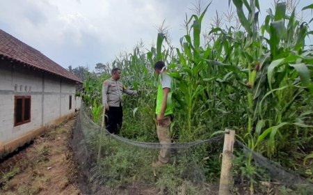Pendampingan Pemanfaatan Lahan Kurang Produktif